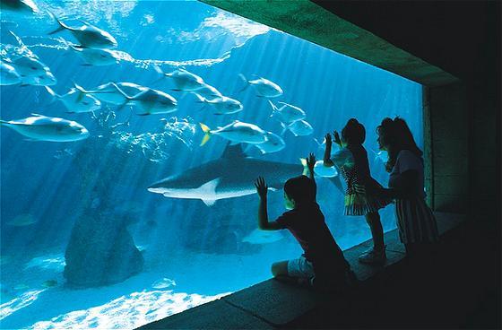 Viewing the Aquarium